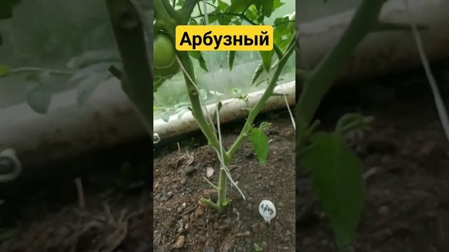 Томат Арбузный, мясистый неприхотливый сорт смотреть онлайн