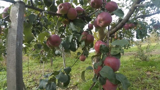 Гибрид 91-4/39 непризнанный родственник Иманта и Зорки. смотреть онлайн