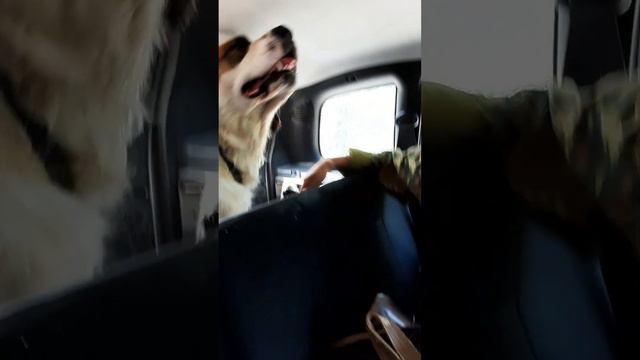Едем за грибами смотреть онлайн