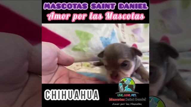Miren que bonito este bebe Chihuahua super mini. смотреть онлайн