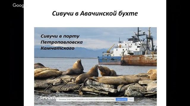 Животные Камчатки Часть 1 смотреть онлайн