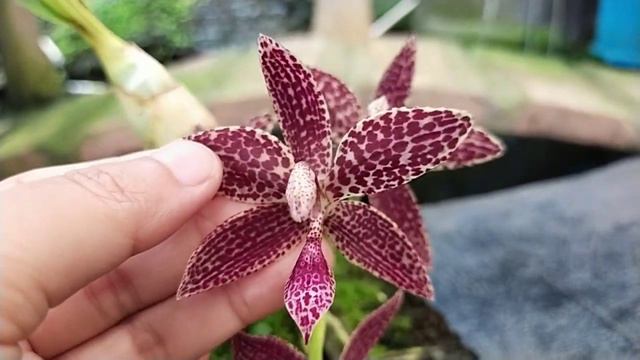 Cycnodes Jumbo Canaan