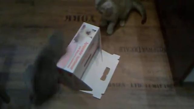 Скоттиш Фолд и Страйт эксклюзив. Питомник. смотреть онлайн