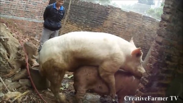 Pig Mating with Most Best Boar ★ Life of Pigs P112✔