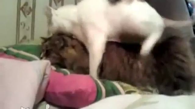 Кот пытается завести кошку