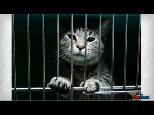 Анатомия ипотечного кредита