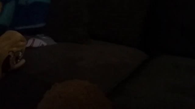 Chicky Movie: Chicky's Pillow Fort Problem!