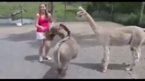 Девушка с ослом