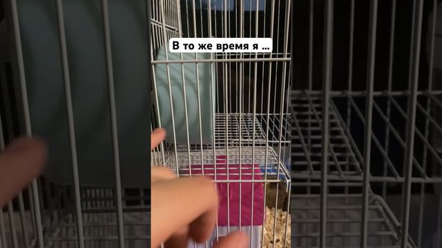 А у вас есть домашние животные?😋 смотреть онлайн