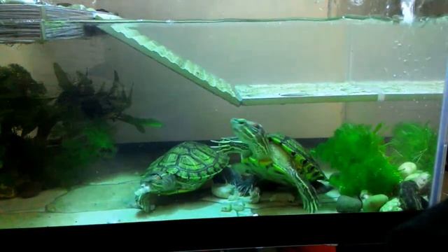 Красноухая черепаха отнимает еду?. Feeding Red Eared Sliders смотреть онлайн