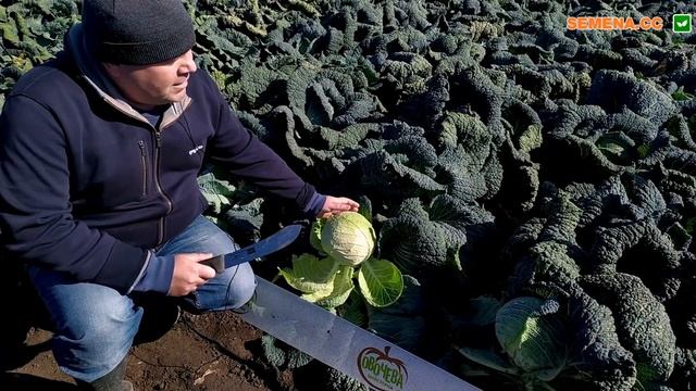 Савойская капуста на голубцы. Виратоба F1. Описание, характеристика, в поле смотреть онлайн