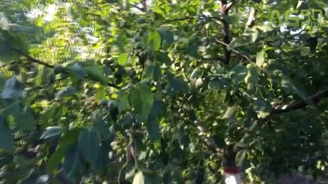 Сорт грецкого ореха Казаку смотреть онлайн