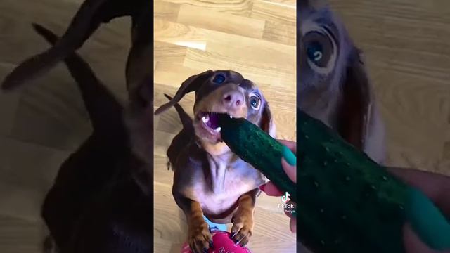 Чапа и Тося смотреть онлайн