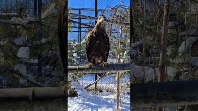 Какой орёл!) Тайган #shorts смотреть онлайн