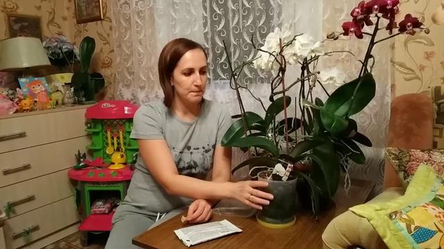 🌺размножить фаленопсисы легко!!! 🌺два и даже три орхидеи из одной! проверенный простой способ!!!🌺 смотреть онлайн