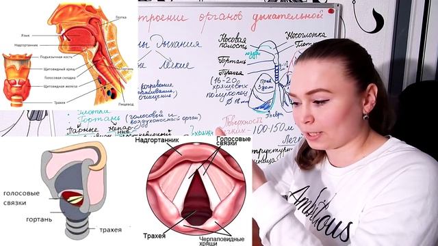 АНАТОМИЯ ЧЕЛОВЕКА. Дыхательная система (часть 2). Строение органов дыхательной системы. смотреть онлайн