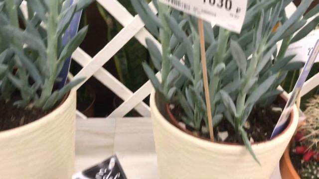 Вся Красота Кактусов и Суккулентов в Бауцентре с названиями и ценами. смотреть онлайн