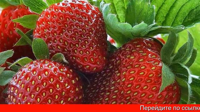 Клубника выращивание смотреть онлайн
