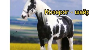 Какая ты порода лошади по знаку зодиака???