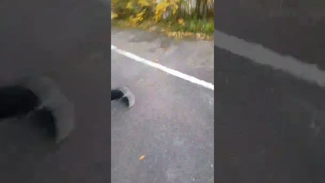 Шиповник смотреть онлайн