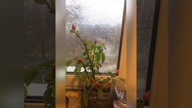 Вот такой Горький перец вырос на даче среди сладкого и сейчас его пересадили дома смотреть онлайн