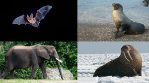 Карточки Домана Часть 3 Животние мира!