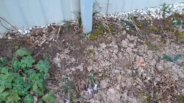 Раннее утро. Гас следопыт 29..03 смотреть онлайн