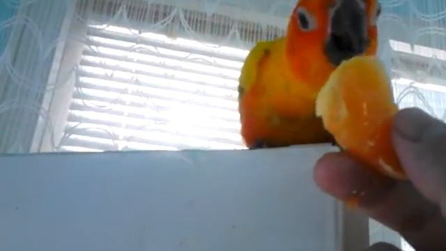 Тони яде мандарина смотреть онлайн