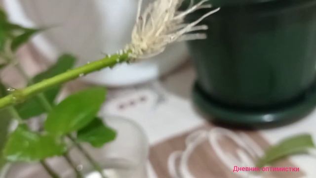 ЧТО СТАЛО С ГИБИСКУСОМ ПОСЛЕ ФОРМИРОВКИ И ЧЕРЕНКИ С ЧУДО-КОРНЯМИ #дневникоптимистки #гибискус смотреть онлайн