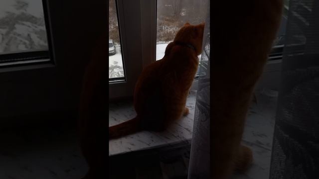 Идёт снег, кот Рыжик сидит у окна на подоконнике, животные, машины, автомобили
