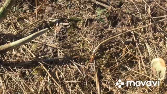 Шикарные рога лося. Удача снова с нами) смотреть онлайн