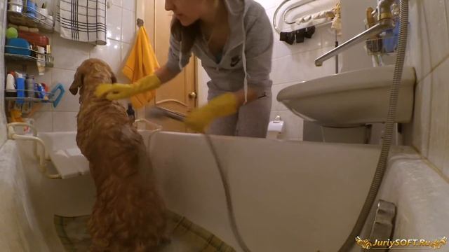 Как я мою свою собаку! смотреть онлайн