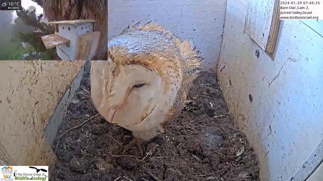 Fun to see barn owls in Israel Barn Owl/Pigeon Israel Cam 2 смотреть онлайн