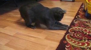 Korat cat Kusya (порода Корат)