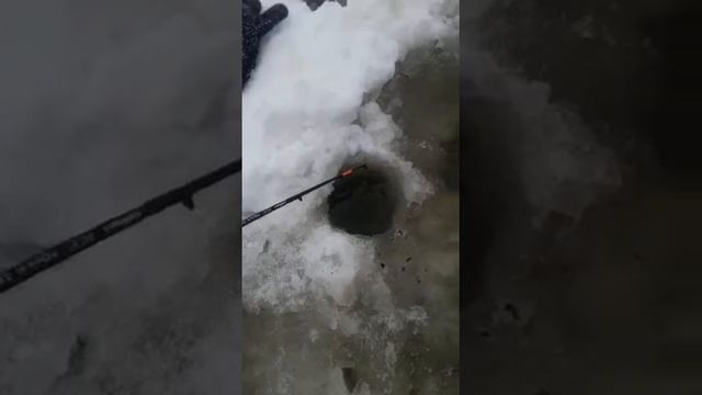 Необыкновенный таймень смотреть онлайн