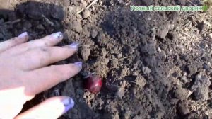 Лук и морковь на одной грядке! Смешанная посадка - отличный урожай!