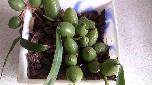 Целогина Кристата: содержание и уход. смотреть онлайн