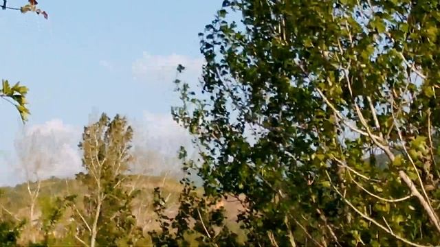 Цветы показались на земле; время пения настало,..(П.П.2:12) смотреть онлайн