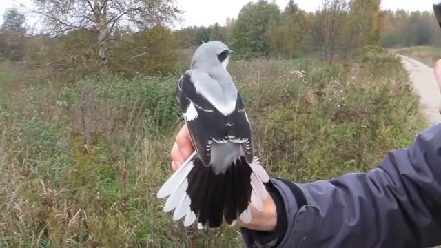 Сірий сорокопуд - Lanius excubitor (Linnaeus, 1758) смотреть онлайн