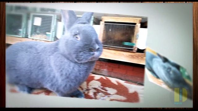 Венские голубые кролики из Рязани смотреть онлайн