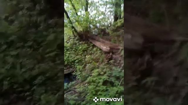 весенний лес у реки.крик выпи. смотреть онлайн