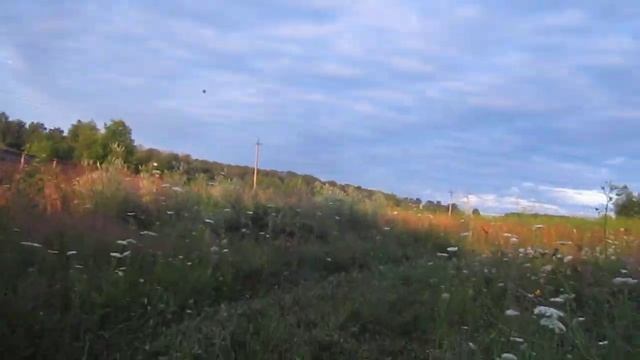Парк диких трав для пчел. смотреть онлайн