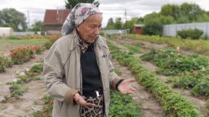 Мульчирование клубники. За и Против мульчи клубники, земляники.