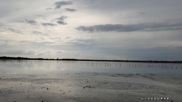 Flamingo in Larnaka Salt Lake Cyprus смотреть онлайн