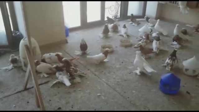 Голуби Ансара, шикарные пискуны. Узбекские двухчубые голуби. Tauben. Pigeons смотреть онлайн
