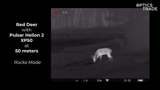 Red Deer with Pulsar Helion 2 XP50 Thermal Monocular | Optics Trade See Through смотреть онлайн
