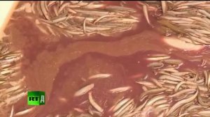 Рыба массового поражения Николя Даниель и Луи де Барбейрак