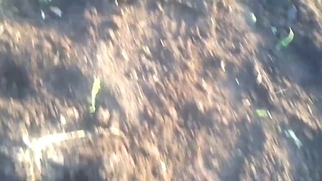 Про пчёл .И пересадка кедров. смотреть онлайн