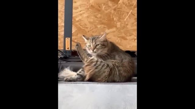 Приколы с котами! С ОЗВУЧКОЙ! Самые смешные животные! Смешные видео смотреть онлайн