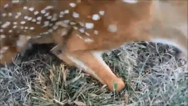 Fawn thinks human is its mother смотреть онлайн